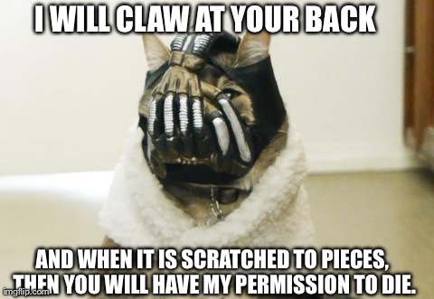 Bane Cat | I WILL CLAW AT YOUR BACK AND WHEN IT IS SCRATCHED TO PIECES, THEN YOU WILL HAVE MY PERMISSION TO DIE. | image tagged in bane cat | made w/ Imgflip meme maker