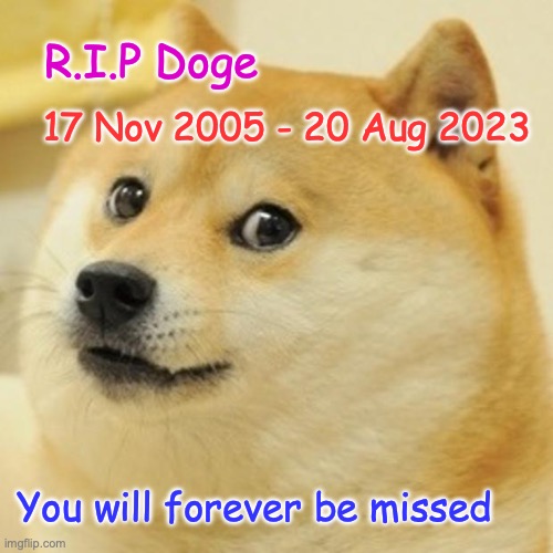 RIP Doge | R.I.P Doge; 17 Nov 2005 - 20 Aug 2023; You will forever be missed | image tagged in memes,doge,sad | made w/ Imgflip meme maker