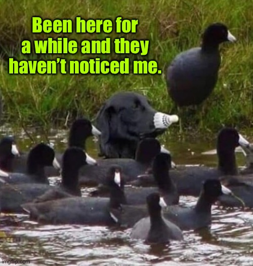 Duck pond | Been here for a while and they haven’t noticed me. | image tagged in black dog in disguise,here a while,taken no notice,fun | made w/ Imgflip meme maker