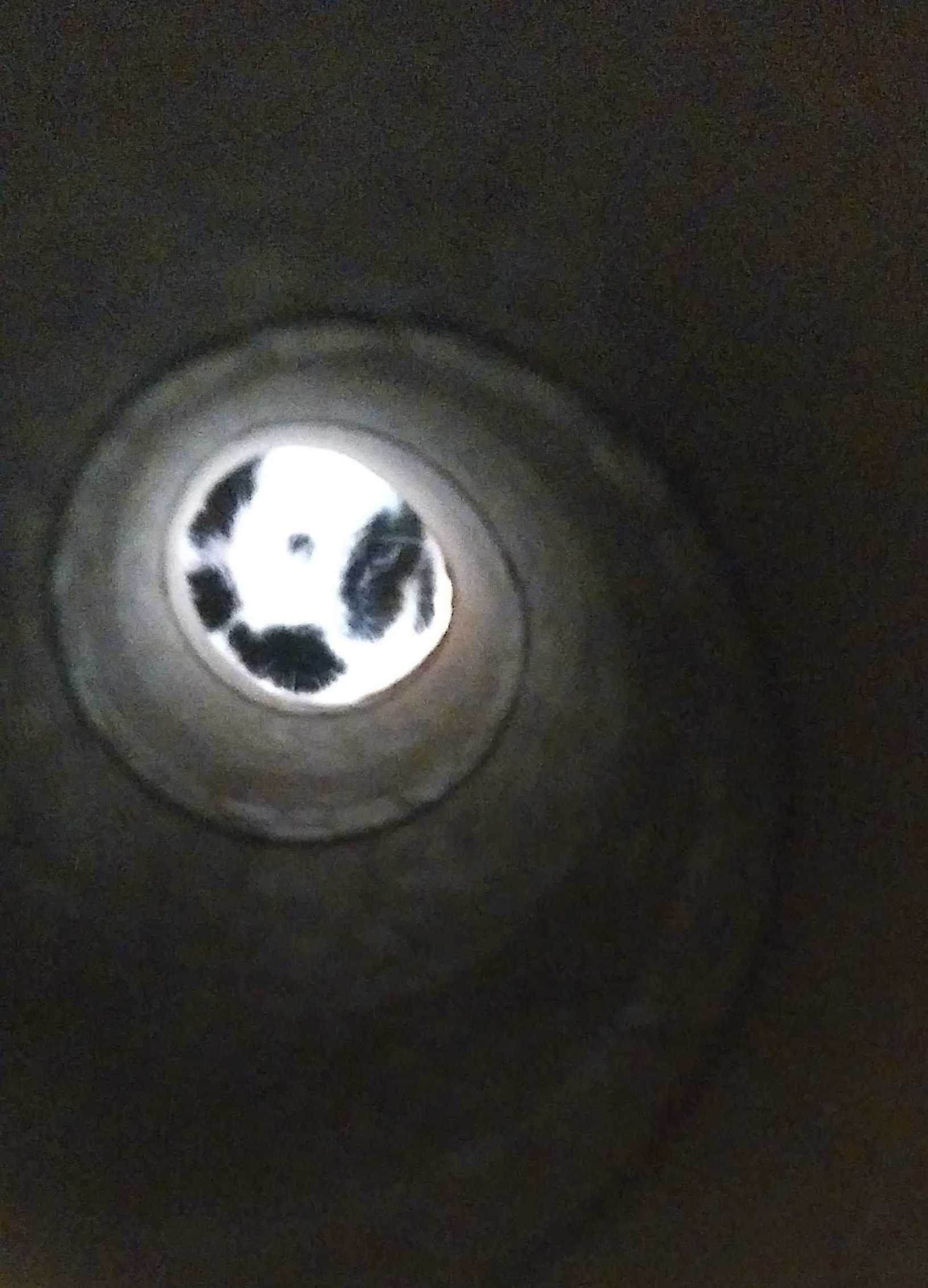 oj through a tube Blank Meme Template