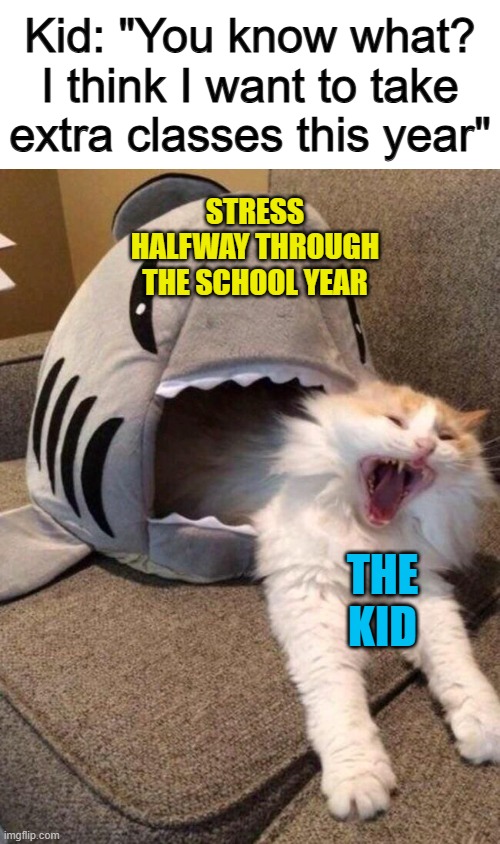 I think it turned out worse than expected :< | Kid: "You know what? I think I want to take extra classes this year"; STRESS HALFWAY THROUGH THE SCHOOL YEAR; THE KID | image tagged in scared cat | made w/ Imgflip meme maker