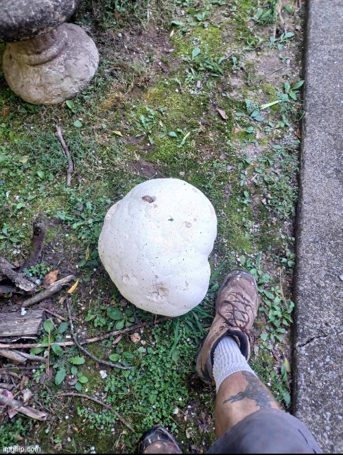 Giant Puffball (Calvatia gigantea) mushroom that my dad found. These things can grow to the size of basketballs | made w/ Imgflip meme maker