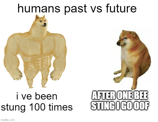 Buff Doge vs. Cheems Meme | humans past vs future; AFTER ONE BEE STING I GO OOF; i ve been stung 100 times | image tagged in memes,buff doge vs cheems | made w/ Imgflip meme maker
