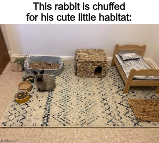 He seems very pleased and grateful :D | This rabbit is chuffed for his cute little habitat: | made w/ Imgflip meme maker