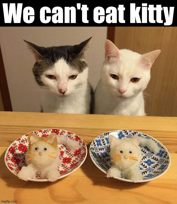 We can't eat kitty | image tagged in cats | made w/ Imgflip meme maker