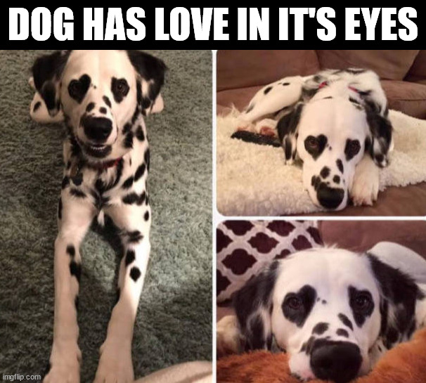 DOG HAS LOVE IN IT'S EYES | image tagged in dogs | made w/ Imgflip meme maker