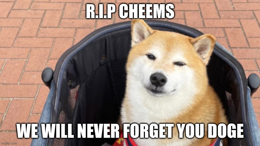 R.I.P CHEEMS; WE WILL NEVER FORGET YOU DOGE | made w/ Imgflip meme maker