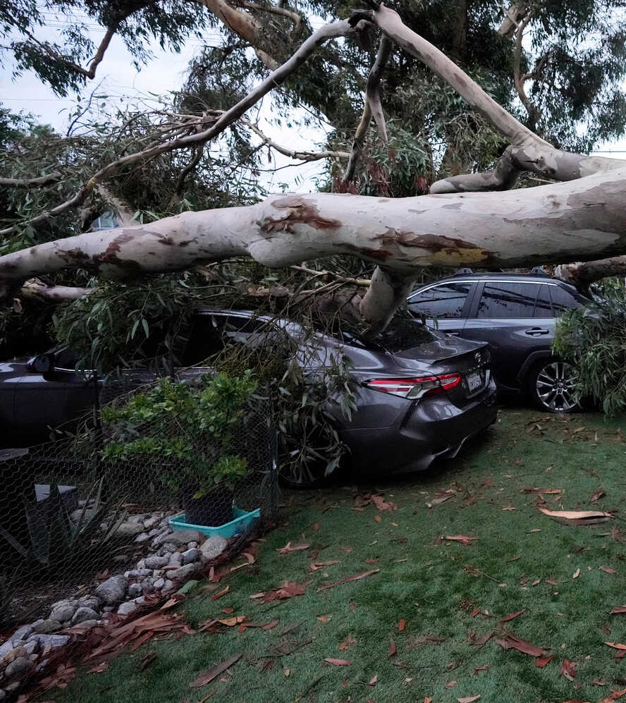 Tree Smashed Cars on Lawn Blank Meme Template