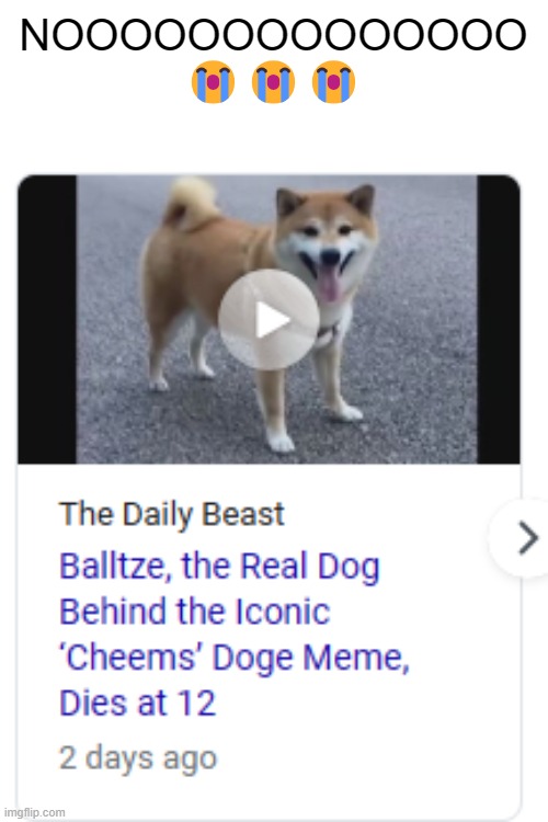 There's been many instances of people falsely claiming our beloved internet dog's death, but this time its for real. RIP Balltze | NOOOOOOOOOOOOOO
😭😭😭 | image tagged in cheems,doge,rip,dog,f in the chat,you will be missed | made w/ Imgflip meme maker