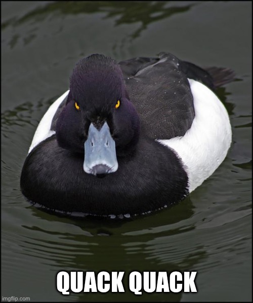 Angry duck | QUACK QUACK | image tagged in angry duck | made w/ Imgflip meme maker