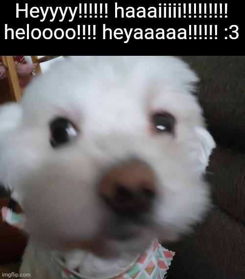 Heyyyy!!!!!! haaaiiiii!!!!!!!!! heloooo!!!! heyaaaaa!!!!!! :3 | made w/ Imgflip meme maker