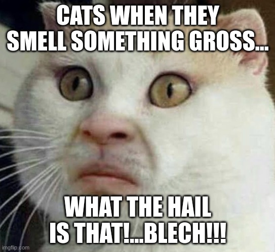 Cat's human face... | CATS WHEN THEY SMELL SOMETHING GROSS... WHAT THE HAIL IS THAT!...BLECH!!! | image tagged in cursed cat | made w/ Imgflip meme maker