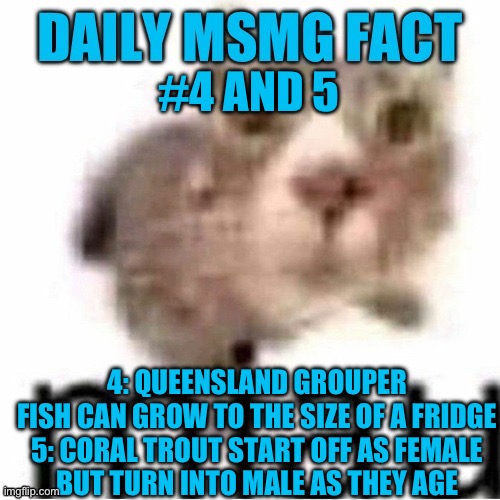 So those Coral Trout basically do rhild cape | #4 AND 5; 4: QUEENSLAND GROUPER FISH CAN GROW TO THE SIZE OF A FRIDGE

5: CORAL TROUT START OFF AS FEMALE BUT TURN INTO MALE AS THEY AGE | image tagged in daily msmg fact | made w/ Imgflip meme maker