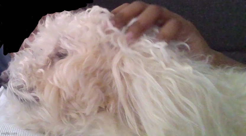 dog reveal | made w/ Imgflip meme maker