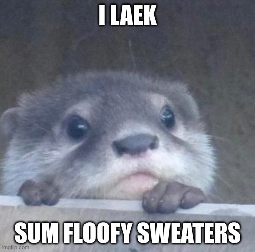 floofy sweaters | I LAEK; SUM FLOOFY SWEATERS | image tagged in i otter,cute,wholesome | made w/ Imgflip meme maker