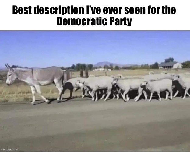 Words not needed | Best description I’ve ever seen for the 
Democratic Party | image tagged in donkey and sheep | made w/ Imgflip meme maker