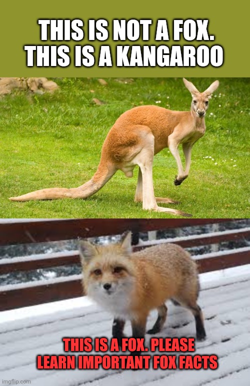 Fox facts | THIS IS NOT A FOX. THIS IS A KANGAROO; THIS IS A FOX. PLEASE LEARN IMPORTANT FOX FACTS | image tagged in kangaroo,fox,facts | made w/ Imgflip meme maker