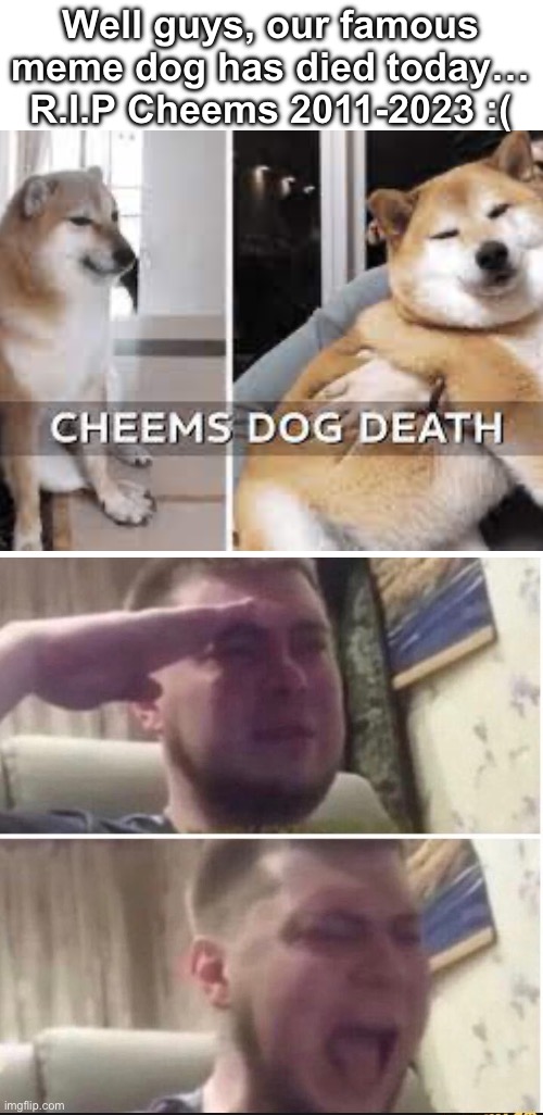 So sad :( | Well guys, our famous meme dog has died today… R.I.P Cheems 2011-2023 :( | image tagged in crying salute,we,will,miss,you,cheems | made w/ Imgflip meme maker