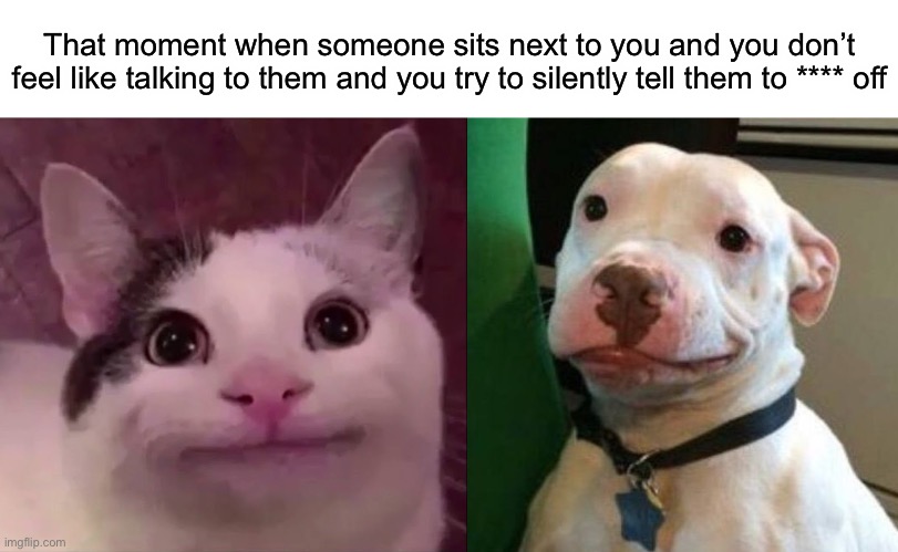 *stares* | That moment when someone sits next to you and you don’t feel like talking to them and you try to silently tell them to **** off | image tagged in blank white template,awkward smile cat,awkward dog | made w/ Imgflip meme maker