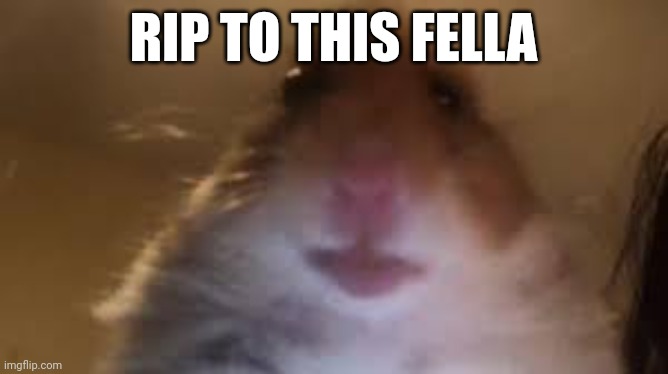 facetime hamster | RIP TO THIS FELLA | image tagged in facetime hamster | made w/ Imgflip meme maker