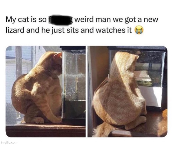 I’m glad I’m not that lizard :] | made w/ Imgflip meme maker