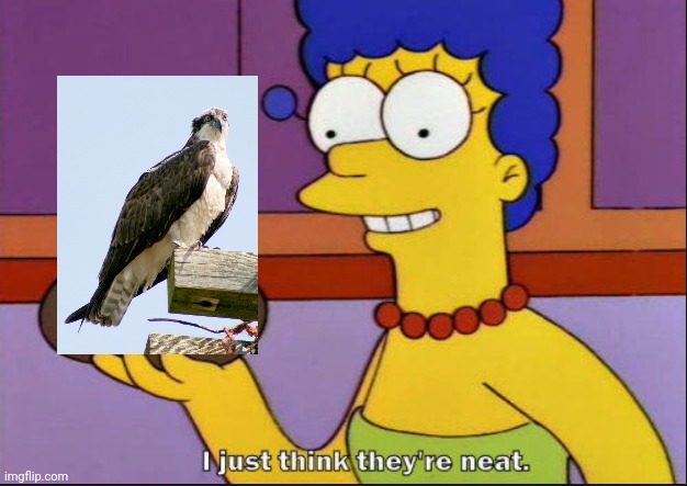 I just think they're neat | image tagged in i just think they're neat | made w/ Imgflip meme maker