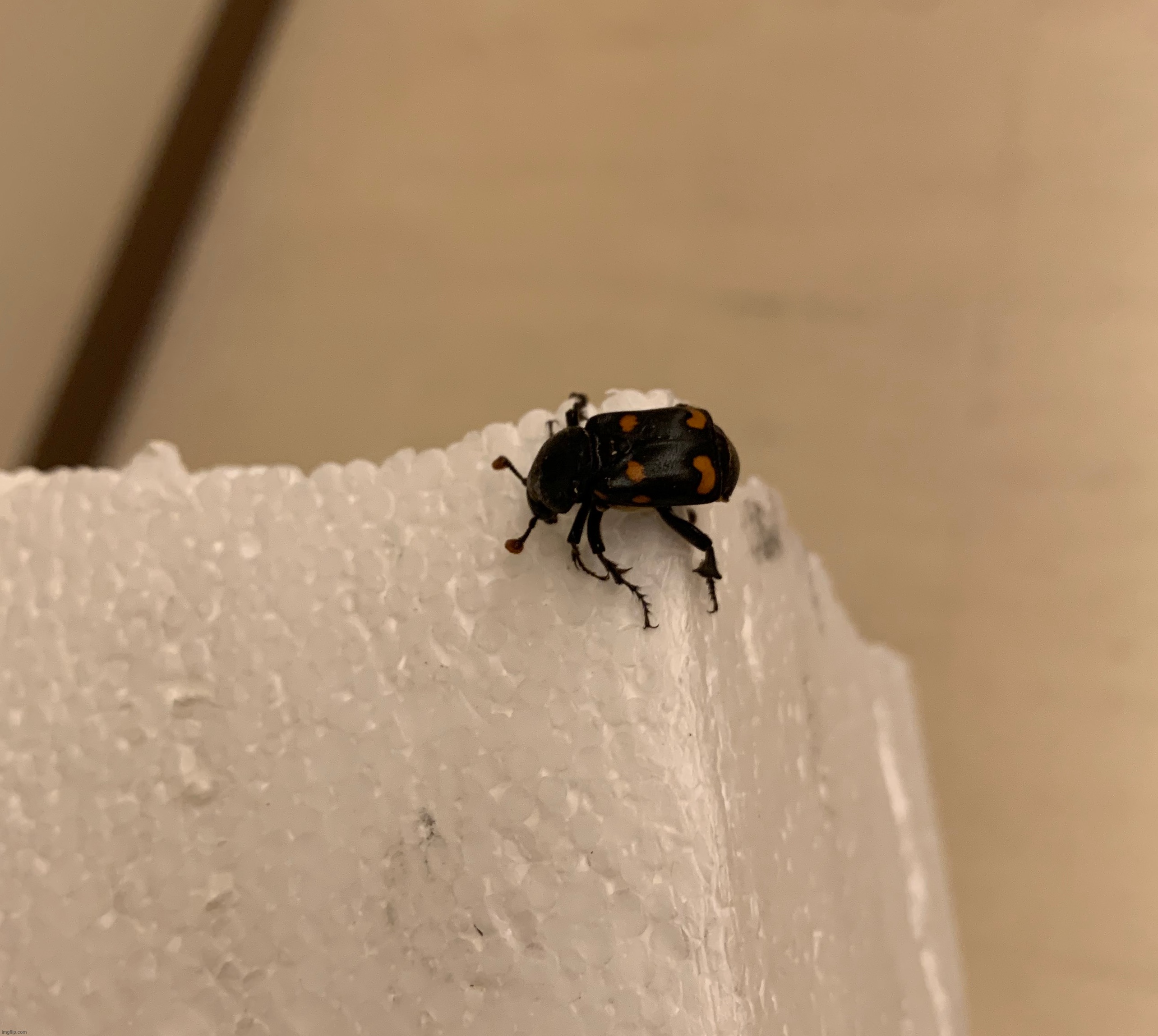 American Burying Beetle | made w/ Imgflip meme maker