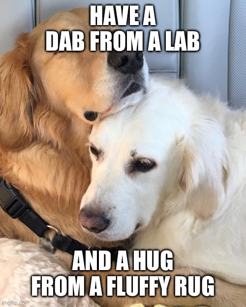 Dan and hug | HAVE A DAB FROM A LAB; AND A HUG FROM A FLUFFY RUG | image tagged in dog hug,dab,hug | made w/ Imgflip meme maker