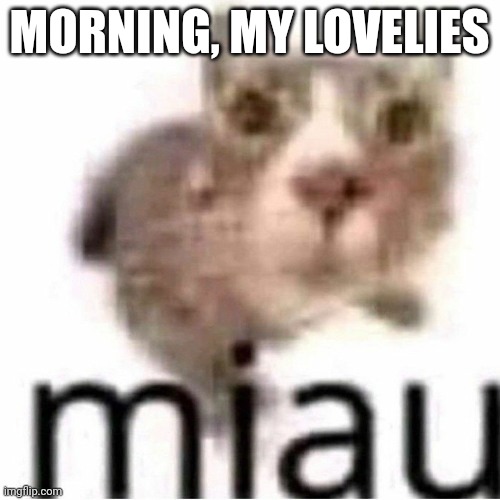 miau | MORNING, MY LOVELIES | image tagged in miau,lovelies | made w/ Imgflip meme maker