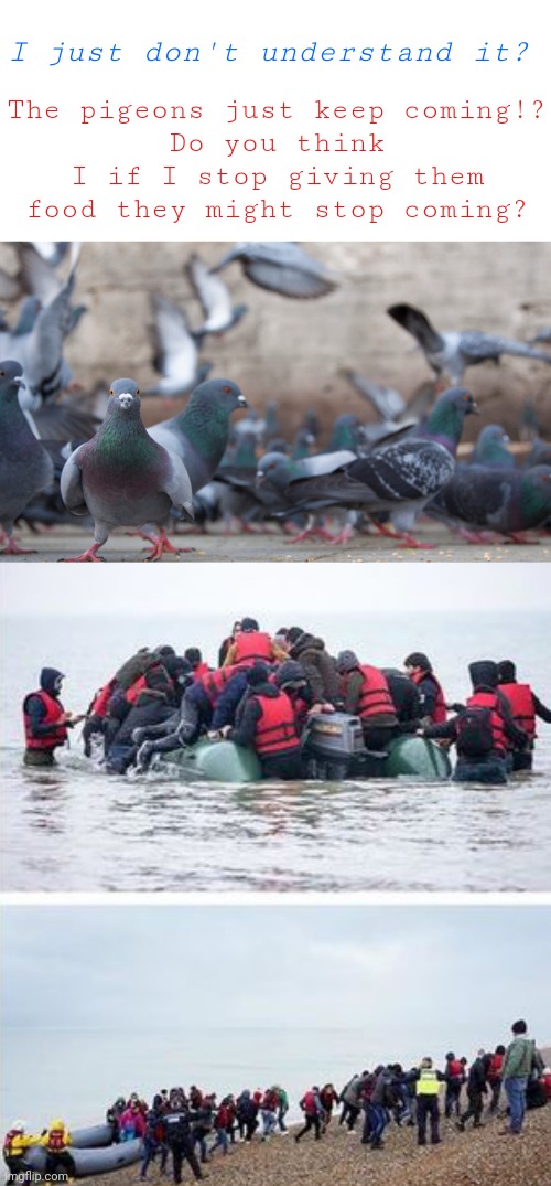The pigeons just keep coming!?
Do you think I if I stop giving them food they might stop coming? I just don't understand it? | made w/ Imgflip meme maker