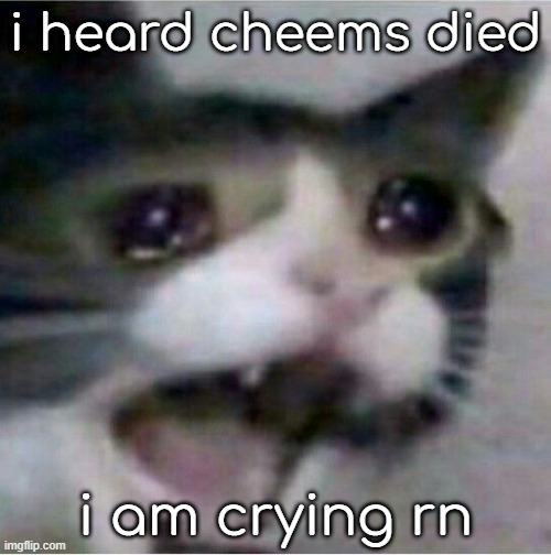 sad | i heard cheems died; i am crying rn | image tagged in crying cat | made w/ Imgflip meme maker