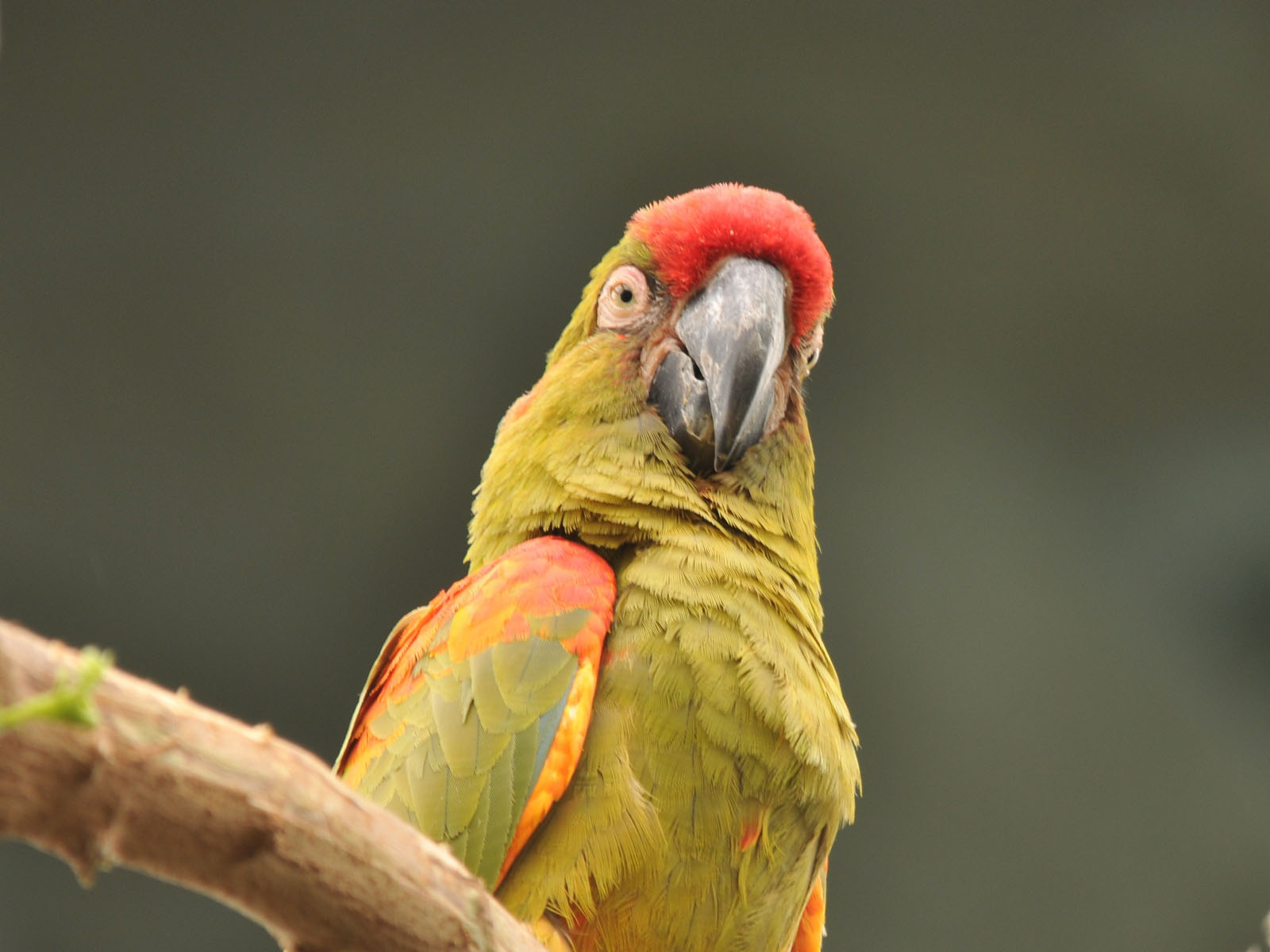 High Quality Surprised macaw Blank Meme Template