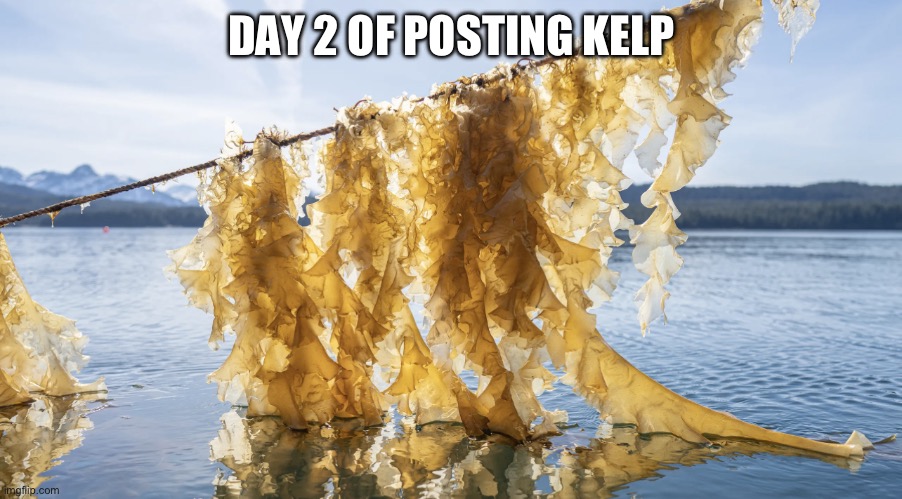 Kelp | DAY 2 OF POSTING KELP | image tagged in kelp | made w/ Imgflip meme maker