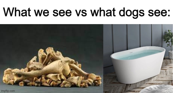 If I ever get a dog, I hope it doesn't roll in a pile of bones as soon as it spots one | What we see vs what dogs see: | made w/ Imgflip meme maker