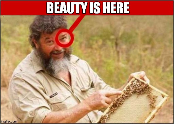 Say What You See ! | BEAUTY IS HERE | image tagged in fun,sayings | made w/ Imgflip meme maker