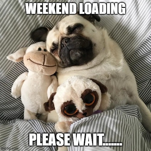 Weekend Loading | WEEKEND LOADING; PLEASE WAIT....... | image tagged in dogs,dog meme,funny,weekend | made w/ Imgflip meme maker