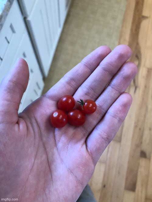 Tiny tomatoes | image tagged in tomato,tomatoes,small | made w/ Imgflip meme maker