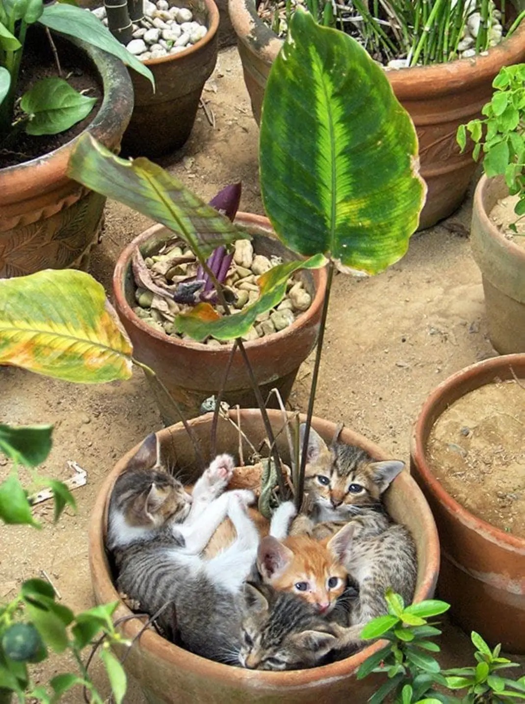 Plant Cats Blank Meme Template