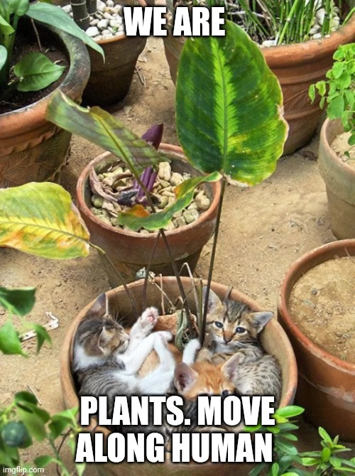 Growing fur babies | WE ARE; PLANTS. MOVE ALONG HUMAN | image tagged in plant cats,funny memes,funny cats | made w/ Imgflip meme maker
