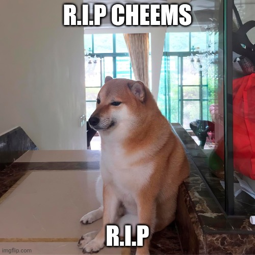 F in the chat | R.I.P CHEEMS; R.I.P | made w/ Imgflip meme maker