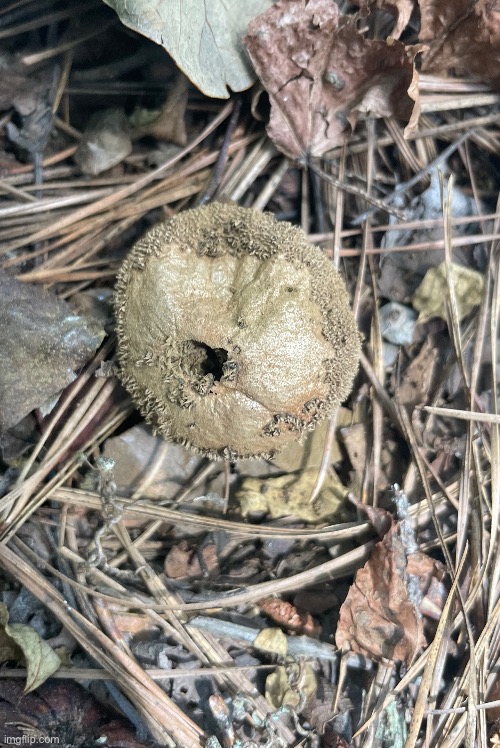 This mushroom is called the Common Puffball (Lycoperdon perlatum) I will show what’s cool about it in the comments | made w/ Imgflip meme maker