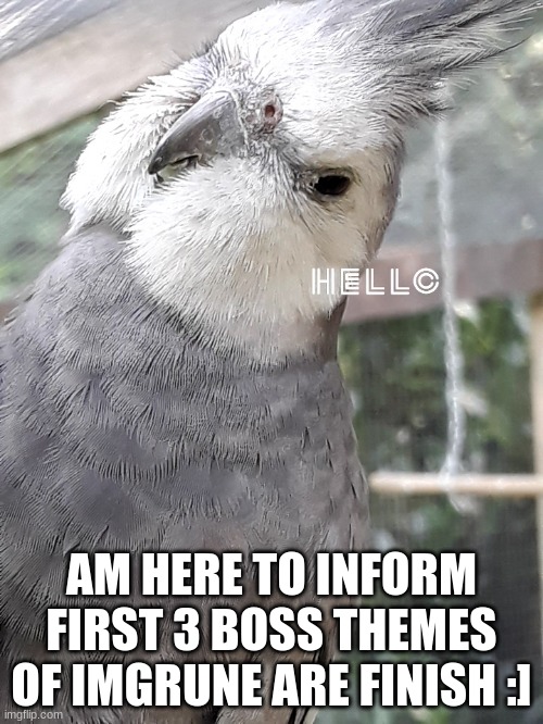 (in comments lol) | AM HERE TO INFORM FIRST 3 BOSS THEMES OF IMGRUNE ARE FINISH :] | image tagged in grey birb,imgrune | made w/ Imgflip meme maker