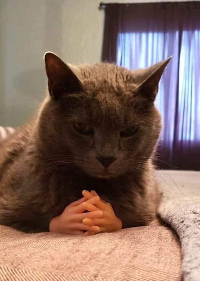 High Quality hand cat meme Blank Meme Template