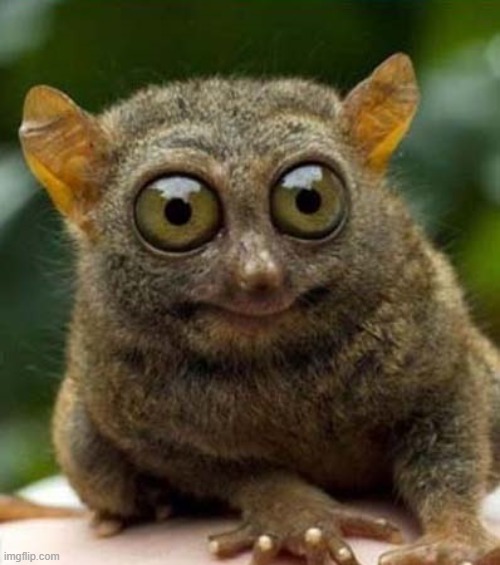 big eyes smiling critter | image tagged in big eyes smiling critter | made w/ Imgflip meme maker