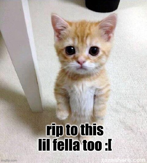 Cute Cat Meme | rip to this lil fella too :[ | image tagged in memes,cute cat | made w/ Imgflip meme maker