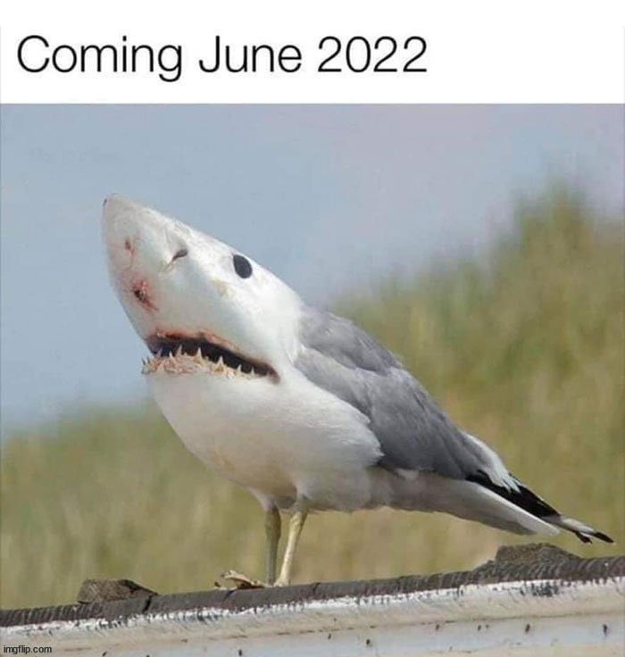 Attack of the killer shargull | image tagged in memes,funny,cursed image | made w/ Imgflip meme maker