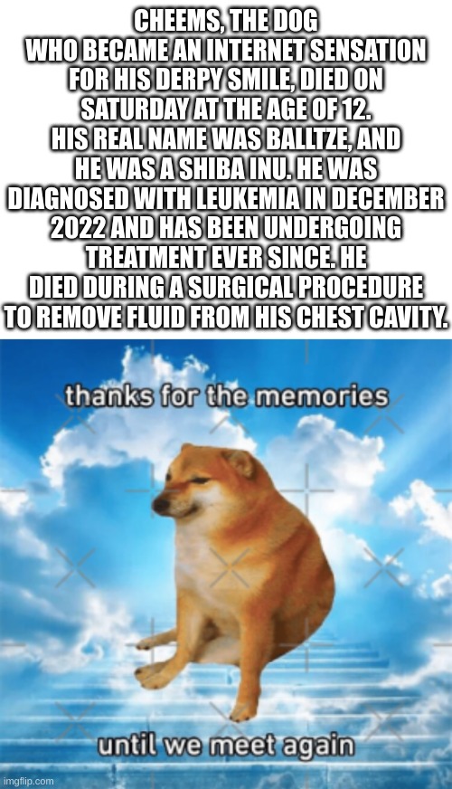 r.i.p :( | CHEEMS, THE DOG WHO BECAME AN INTERNET SENSATION FOR HIS DERPY SMILE, DIED ON SATURDAY AT THE AGE OF 12. HIS REAL NAME WAS BALLTZE, AND HE WAS A SHIBA INU. HE WAS DIAGNOSED WITH LEUKEMIA IN DECEMBER 2022 AND HAS BEEN UNDERGOING TREATMENT EVER SINCE. HE DIED DURING A SURGICAL PROCEDURE TO REMOVE FLUID FROM HIS CHEST CAVITY. | image tagged in memes,cheems,respect,press f to pay respects,rip,rest in peace | made w/ Imgflip meme maker