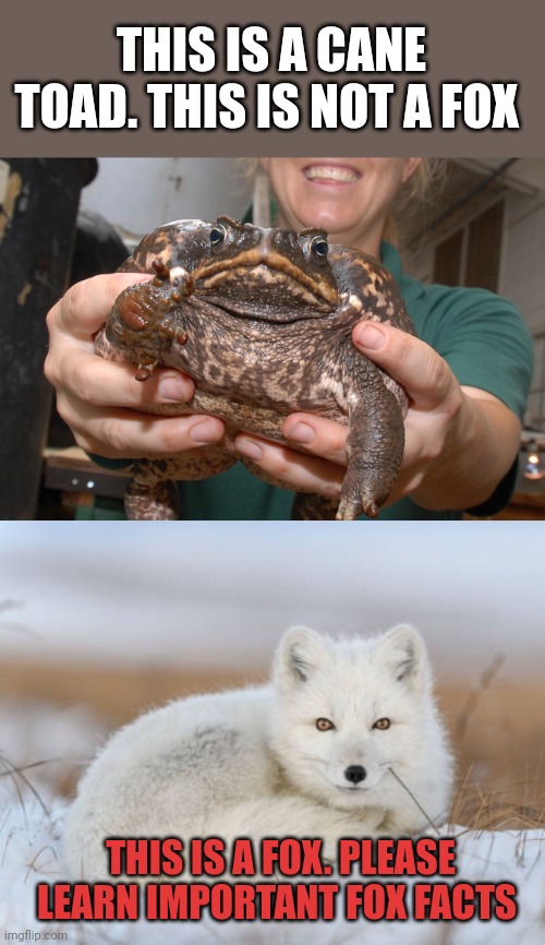 Fox facts | THIS IS A CANE TOAD. THIS IS NOT A FOX; THIS IS A FOX. PLEASE LEARN IMPORTANT FOX FACTS | image tagged in cane toad,fox,facts | made w/ Imgflip meme maker