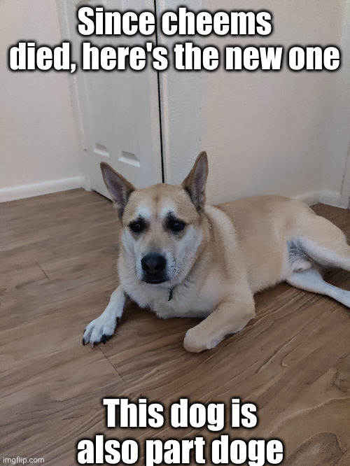 sorry about killing cheems | Since cheems died, here's the new one; This dog is also part doge | image tagged in cheems,new cheems | made w/ Imgflip meme maker