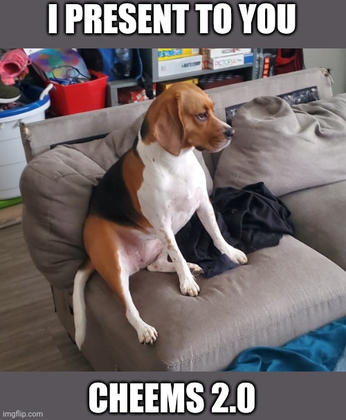 Her name is ruby | I PRESENT TO YOU; CHEEMS 2.0 | image tagged in cheems,beagle | made w/ Imgflip meme maker